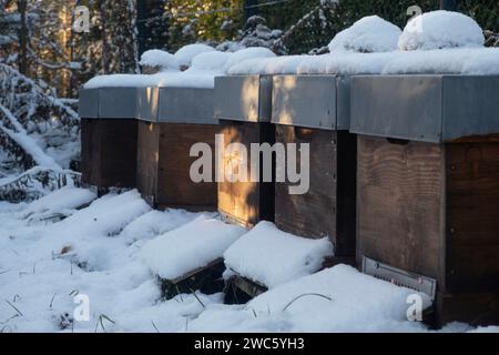 01.12.2023, Berlin, GER - Bienenbeuten sind im Winter mit Schnee bedeckt. aussen, Aussenaufnahme, Berlin, Beuten, Bienenbehausungen, Bienenbeuten, Bienenstand, Bienenstoecke, deutsch, Deutsch, Deutsch, Deutschland, eingeschneit, Europa, europaeisch, Imkerei, Jahreszeit, Kaelte, kalt, Magazinbeuten, niemand, QF, Querformat, Schnee, schneebedeckt, ueberwintern, Ueberwinterung, verschneit, Westeropa, hiver, Wirtschaft 231201D074BERLIN.JPG *** 01 12 2023, Berlin, GER les ruches sont couvertes de neige en hiver à l'extérieur, extérieur, Berlin, ruches, ruches, rucher, allemand, Allemagne, neigé, Europe, européen, beekeepin Banque D'Images