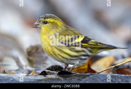 Mâle adulte Siskin eurasien (Spinus spinus) regardant calmement assis sur un sol mousseline humide près de l'étang d'eau en automne Banque D'Images