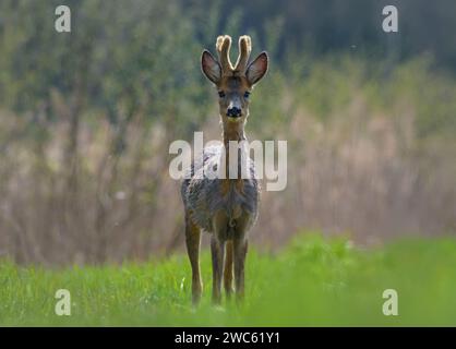 Jeune mâle Roe (capreolus capreolus) cerf prêt pour le combat sur le champ d'herbe verte dans la chaude journée d'été Banque D'Images