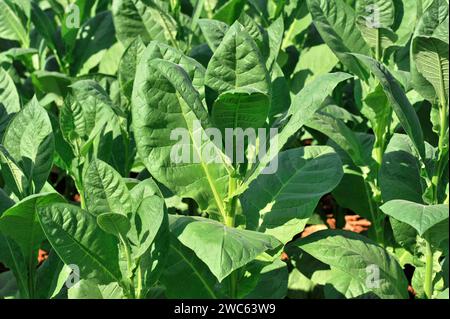 Plantation de tabac, feuilles de tabac, plante de tabac (Nicotiana), culture du tabac dans le Parc National de Valle de Vinales, Vinales, Pinar del Rio Banque D'Images