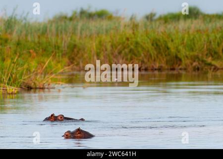 Hippopotame (Hippopotame amphibius), Hippopotame, animal, danger, dangereux, sauvage, rivière, animal de rivière, Okavango Delta à la rivière Kwando in Banque D'Images