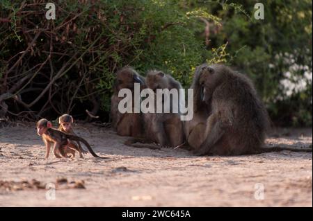 Babouins (papio ursinus), famille, famille babouin, mammifère, faune, vie libre, singe, famille de singe, safari, parc national de Chobe, Botswana Banque D'Images