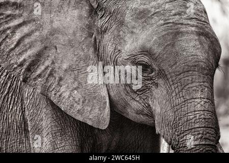 Éléphant (Loxodonta africana), portrait de tête, vue, vue de la caméra, détail, gros plan, safari, noir et blanc, noir et blanc, monochrome, tourisme, Chobe National Banque D'Images