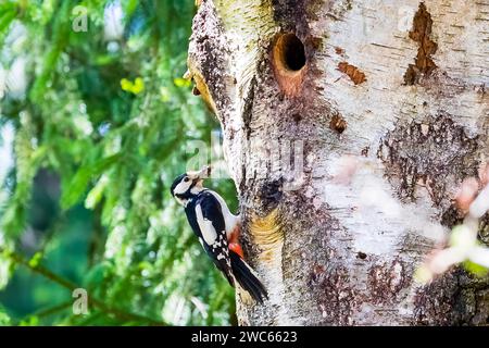 Grand pic tacheté apportant de la nourriture pour les jeunes oiseaux au reproducteur, /Dendrocopos major), Lueneburg Heath, République fédérale d'Allemagne Banque D'Images