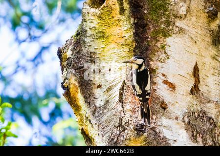 Grand pic tacheté apportant de la nourriture pour les jeunes oiseaux au reproducteur, /Dendrocopos major), Lueneburg Heath, République fédérale d'Allemagne Banque D'Images