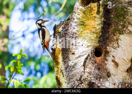 Grand pic tacheté apportant de la nourriture pour les jeunes oiseaux au reproducteur, /Dendrocopos major), Lueneburg Heath, République fédérale d'Allemagne Banque D'Images