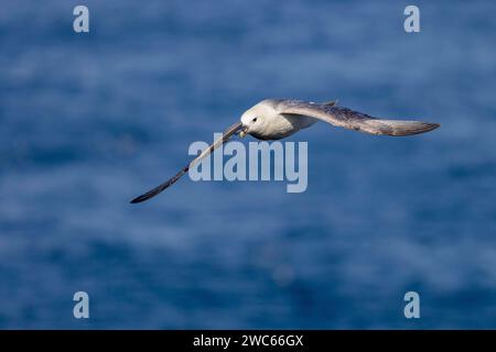 Fulmarus glacialis (Fulmarus glacialis), en vol au-dessus de la mer, Islande Banque D'Images