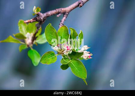Gros plan de bourgeons de pommiers (Malus domestica) et de feuilles vertes fraîches au printemps, Ontario, Canada. Banque D'Images