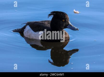 Lurgan Park, Lurgan, comté d'Armagh, Irlande du Nord, Royaume-Uni. 14 janvier 2024. Météo britannique - un dimanche matin froid avec soleil et averses au parc Lurgan. Un mâle touffeté - Aythya fuligula - canard sur un lac de parc calme en janvier soleil d'hiver. Crédit : CAZIMB/Alamy Live News. Banque D'Images