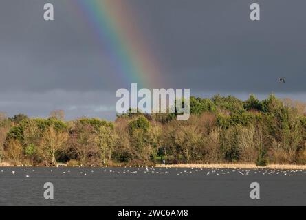 Lurgan Park, Lurgan, comté d'Armagh, Irlande du Nord, Royaume-Uni. 14 janvier 2024. Météo britannique - un dimanche matin froid avec soleil et averses au parc Lurgan. Un arc-en-ciel au-dessus du lac du parc. Crédit : CAZIMB/Alamy Live News. Banque D'Images