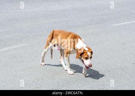 Affamé maigre chien errant brun et blanc couleurs, sur la route asphaltée. Lumière et ombre. Pattes. Banque D'Images