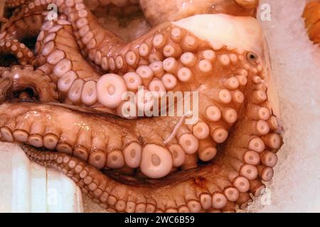 Gros plan sur des poulpes fraîches ou des tentacules de seiches sur glace à l'exposition au détail du marché des pêcheurs, vue en grand angle Banque D'Images