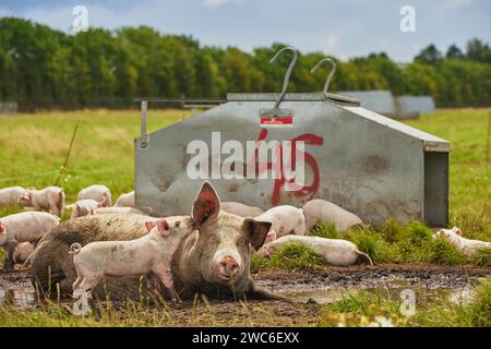 ECO élevage porcin dans le champ au Danemark Banque D'Images