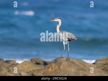 Un héron gris, Ardea cinerea, debout sur ses longues pattes sur une côte rocheuse près de l'océan, Fuerteventura, îles Canaries, Espagne Banque D'Images