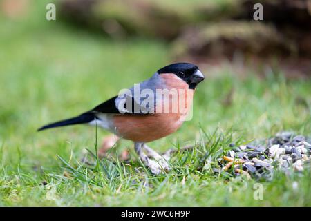 Bullfinch eurasien mâle adulte (Pyrrhula pyrrhula), avec pattes écailleuses, sur le sol près de graines d'oiseaux. Yorkshire, Royaume-Uni en janvier Banque D'Images