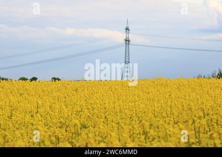 Un paysage printanier avec un champ de colza jaune en Saxe, Allemagne Banque D'Images