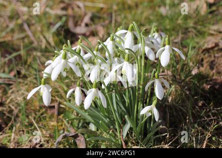 Galanthus (goutte de neige), est un petit genre d'environ 20 espèces de plantes herbacées vivaces bulbeuses de la famille des Amaryllidaceae. Banque D'Images