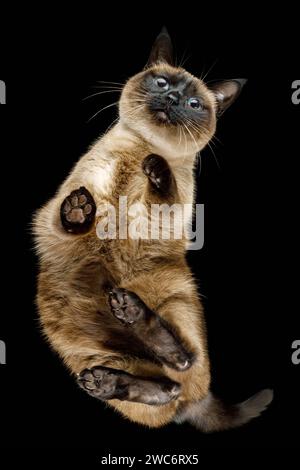 Vue de dessous de chat brun siamois debout avec des coussinets de pattes mignons et curieux visage regardant sur fond noir isolé Banque D'Images