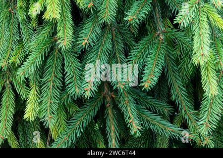 Gros plan macro des branches d'arbre de sapin vert vif. Concept Noël et hiver Banque D'Images