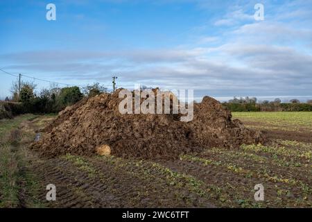 Pile de fumier dans un champ agricole prêt à être épandu dans la campagne du Norfolk Banque D'Images