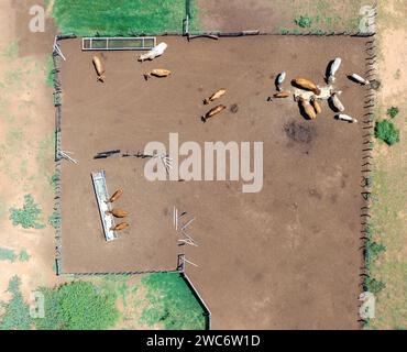 vue aérienne du kraal, bétail à l'intérieur de la clôture mangeant Banque D'Images