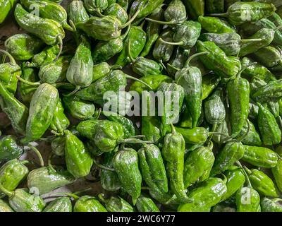 Naga Morich est un piment cultivé dans le nord-est de l'Inde et au Bangladesh.cette photo a été prise au Bangladesh Banque D'Images