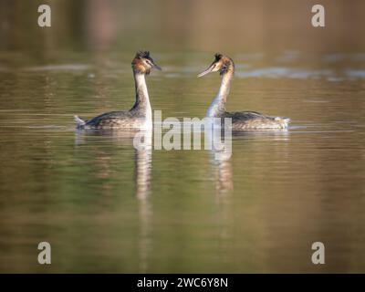 UK paire de Great Crested Grebes courtship et jumelage prêt à s'accoupler Banque D'Images