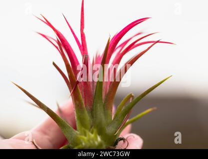 Gros plan d'une main tenant une plante sir coloutful, Tillandsia ionantha Mexican Sky plant. Banque D'Images