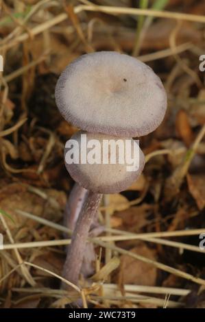 Gros plan naturel sur un champignon trompeur améthyste, Laccaria ameystina Banque D'Images