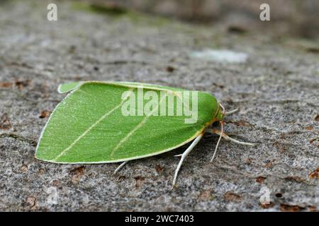 Gros plan détaillé de la teigne verte colorée de Scarce Silver-lines Owlet. Bena bicolorana assis sur le bois Banque D'Images