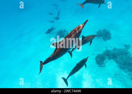 Les dauphins intelligents et ludiques de la Red Sea Stenella longirostris nagent dans des eaux tropicales bleues claires Banque D'Images