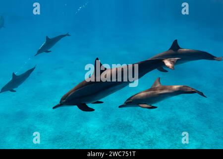 Les dauphins intelligents et ludiques de la Red Sea Stenella longirostris nagent dans des eaux tropicales bleues claires Banque D'Images