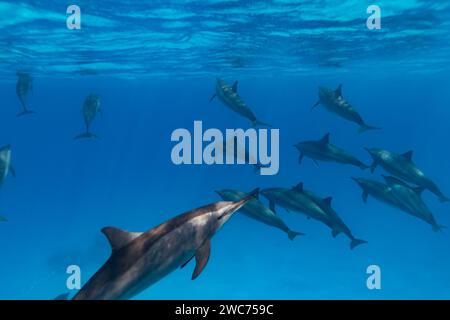 Les dauphins intelligents et ludiques de la Red Sea Stenella longirostris nagent dans des eaux tropicales bleues claires Banque D'Images