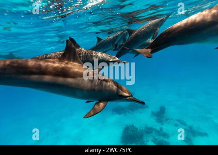 Les dauphins intelligents et ludiques de la Red Sea Stenella longirostris nagent dans des eaux tropicales bleues claires Banque D'Images