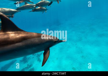 Les dauphins intelligents et ludiques de la Red Sea Stenella longirostris nagent dans des eaux tropicales bleues claires Banque D'Images