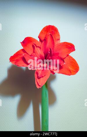 Amaryllis rouge à grandes fleurs (Hippeastrum intiflorum) Banque D'Images