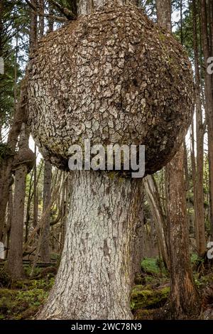 WA25027-00...WASHINGTON - grandes roquettes sur les épinettes de Sitka sur le Spruce Burl Trail sur le sentier côtier de la plage 1 dans le parc national olympique. Banque D'Images