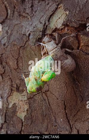 Cicada accroché à sa coquille en éclosion Banque D'Images