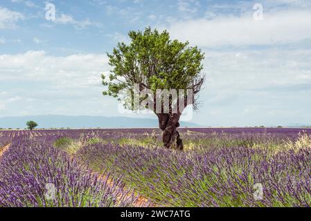 Champ de lavande près de Valensole, france Banque D'Images