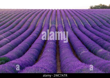 Des rangées de lavande se déplacent comme une vague en provence Banque D'Images