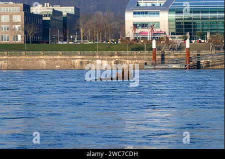 Bonn, Allemagne - 11 janvier 2024 : Rhin avec un niveau d'eau élevé après des inondations devant des bâtiments modernes avec un grand arbre déraciné dérivant au milieu Banque D'Images