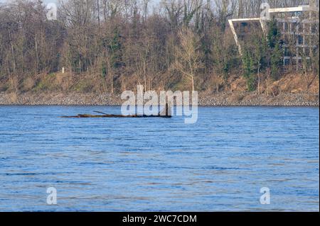 Bonn, Allemagne - 11 janvier 2024 : Grand morceau de bois flotté sur le Rhin avec une rive boisée et vue partielle d'un bâtiment moderne dans le backg Banque D'Images