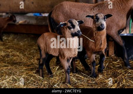 Les jeunes Barbados Blackbelly Sheep sont vus dans une ferme de moutons écologique dans la banlieue de Cracovie, en Pologne, le 14 janvier 2024. Les propriétaires de la ferme organisent des réunions éducatives et thérapeutiques où des familles entières peuvent passer du temps avec les animaux. La ferme élève des moutons Blackbelly de la Barbade et des Jersey, des Highlands et des bovins simmental. Banque D'Images