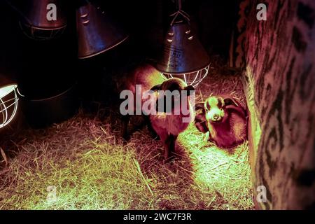 Les jeunes Barbados Blackbelly Sheep sont vus dans une ferme de moutons écologique dans la banlieue de Cracovie, en Pologne, le 14 janvier 2024. Les propriétaires de la ferme organisent des réunions éducatives et thérapeutiques où des familles entières peuvent passer du temps avec les animaux. La ferme élève des moutons Blackbelly de la Barbade et des Jersey, des Highlands et des bovins simmental. Banque D'Images