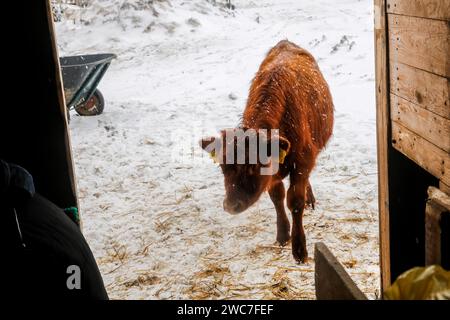 Une jeune vache est vue dans une ferme ovine écologique dans la banlieue de Cracovie, en Pologne, le 14 janvier 2024. Les propriétaires de la ferme organisent des réunions éducatives et thérapeutiques où des familles entières peuvent passer du temps avec les animaux. La ferme élève des moutons Blackbelly de la Barbade et des Jersey, des Highlands et des bovins simmental. Banque D'Images