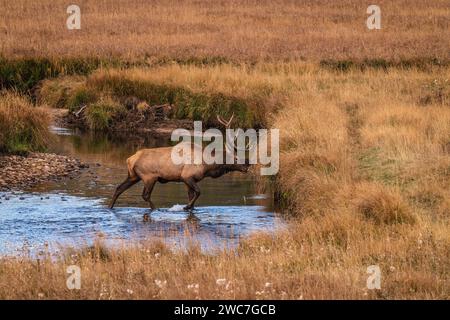 Le wapiti à taureau traverse un parc national des montagnes Rocheuses à l'extérieur d'Estes Park, Colorado Banque D'Images