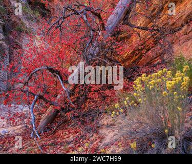 Automne coloré érable à grosse dent et Rabbitbrush dans le parc national de Zion, Utah Banque D'Images