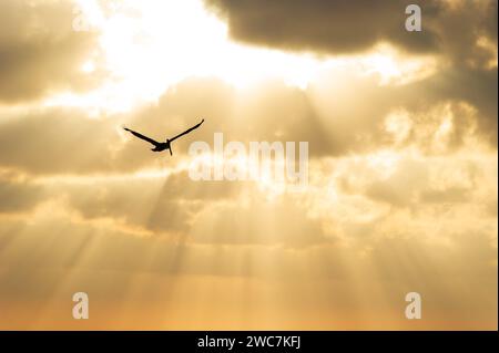 Une silhouette d'oiseau volant contre Un ciel doré avec des rayons du soleil brisant à travers les nuages Banque D'Images