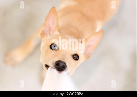 Un chien chiot mignon joue et tire sur son jouet Banque D'Images