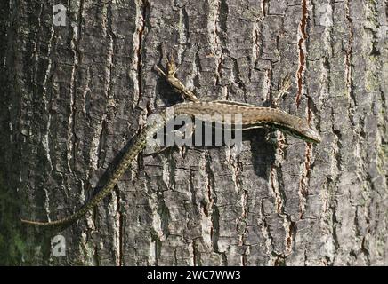 Lézard (nom scientifique Lacertilia) de la classe animale Reptilia (reptiles) sur écorce de tronc d'arbre Banque D'Images